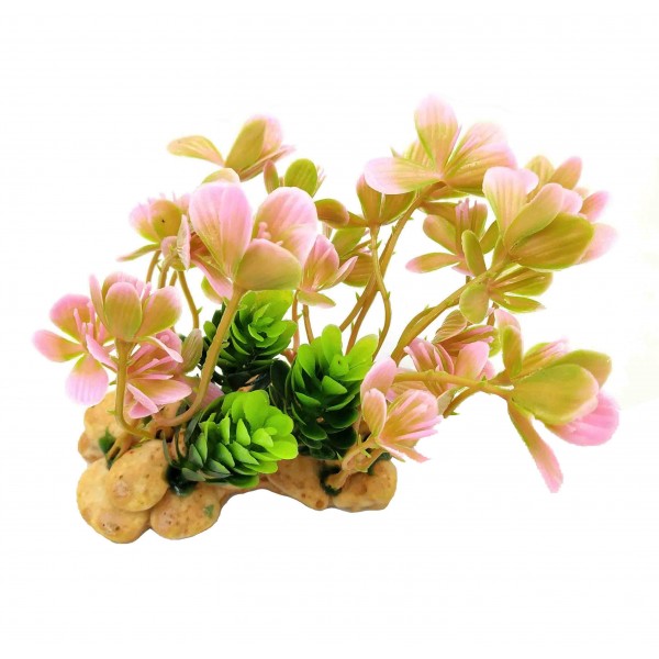 ΔΙΑΚΟΣΜΗΤΙΚΟ ΦΥΤΟ ΕΝΥΔΡΕΙΟΥ